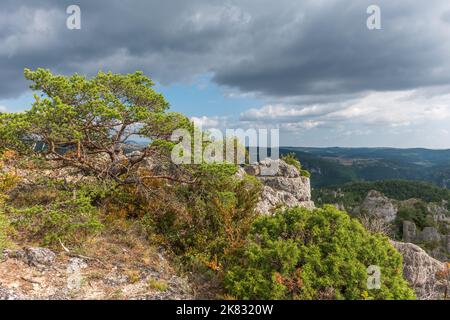 Die Stadt der Steine, innerhalb des Grands Causses Regional Natural Park, denkmalgeschützte Naturstätte mit Dourbie Gorges am unteren Rand. Aveyron, Cevennes, Frankreich. Stockfoto