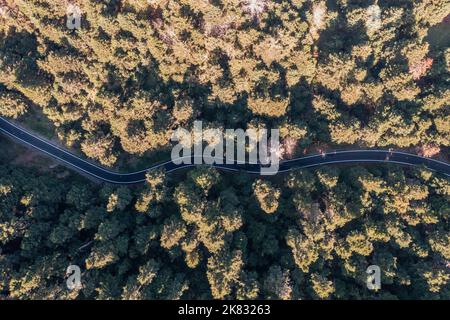 Kurvenreiche Asphaltstraße durch dichten Fichtenwald, Peloponnes, Griechenland. Tannenwald von oben, Luftdrohnenansicht, von oben nach unten. Stockfoto