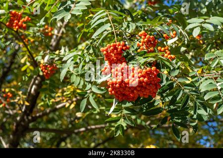 Vogelgruppen wiegen im Wind. An einem klaren, sonnigen Tag verzweigt sich der Rowan-Baum gegen den blauen Himmel. Natur. Ernte von roten und orangen Beeren. Heilpflanze. Bergasche - Europäische Sorbus aucuparia. Stockfoto