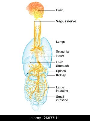 3D Abbildung mit aktivem Gehirn und energetischem Vagusnerv (zehnter Hirnnerv oder CN X) und inneren Organen einer Frau Stockfoto