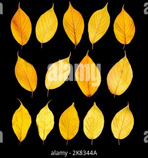 Bunte Herbstlaub Kollektion isoliert auf schwarzem Hintergrund Stockfoto