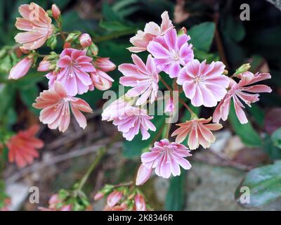 Siskiyou lewisia blüht in einem Steingarten Stockfoto