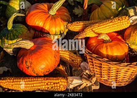 Herbsternte Bunte Kürbisse und Kürbisse in verschiedenen Sorten. Stockfoto