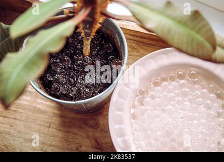 Hinzufügen von Wasser Perlen Gel Kugeln in hauseigenen Topf in zu Hause. Bewässerungssystem. Stockfoto