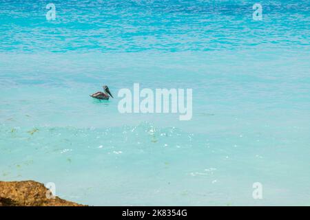 Pelican schwimmt im türkisfarbenen Wasser des Atlantischen Ozeans auf der Insel Aruba. Stockfoto