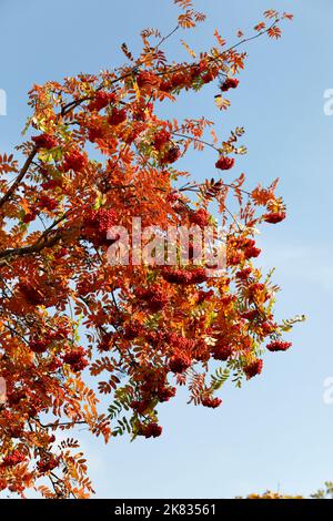 Das rötlich-gelbe Laub und die leuchtend roten Früchte des Vogelbeerbaums Stockfoto