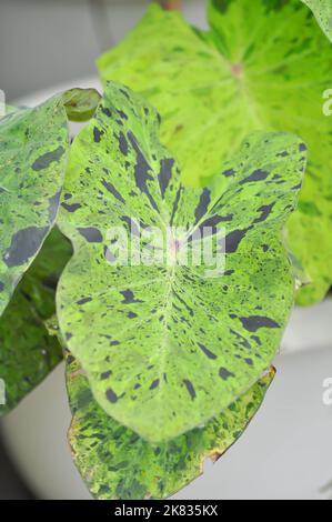 Alocasia, Alocasia mohito oder Mojito Alocasia oder tricolor Alocasia oder schwarz-grünes Blatt oder Alocasia bicolor Stockfoto