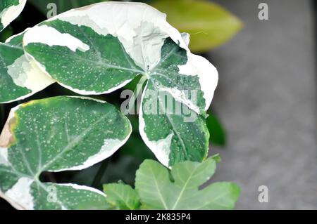 Albomarginata, Araceae oder Schott oder Xanthosoma sagittifolium oder XANTHOSOMA oder Mickey Mouse Pflanze und regen Tropfen oder Tau Tropfen Stockfoto