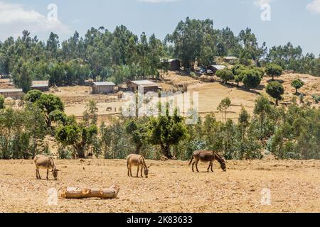 Esel auf einer Weide in der Nähe des Dorfes Kosoye, Äthiopien Stockfoto