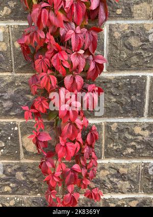 Nahaufnahme der roten Herbstblätter der Klettergartenpflanze Virginia Creeper oder Parthenocissus quinquefolia, die an einer Wand hängt. Stockfoto