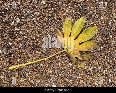 Nahaufnahme eines gefallenen gelben Blattes des immergrünen Gartenstrauch Fatsia japonica auf Kies. Stockfoto