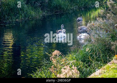 Schwäne und Cygnets am Fluss Welland im Herbst, Spalding, Lincolnshire, Ost-England Stockfoto