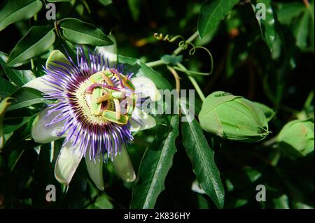 Pasiflora (Passiflora), auch genannt "Blume der Leidenschaft' Stockfoto