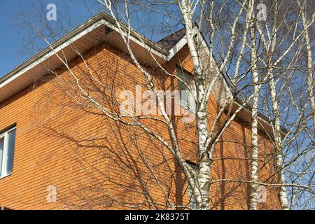 Ziegelgebäude und Holz. Holz Tans Haus. Birke wächst in der Nähe der Wand. Stockfoto