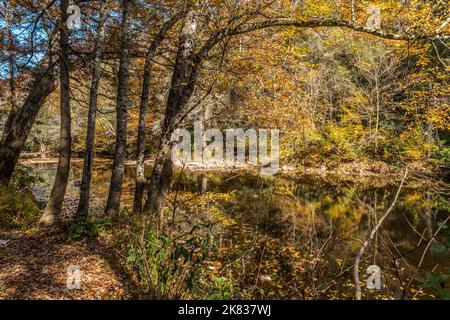 An einem sonnigen Herbsttag im Schatten der Bäume am Bach mit Reflexen der wechselnden Farben des Waldes Stockfoto