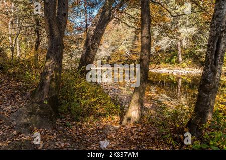 Auf den gefallenen Blättern hinter den Bäumen stehend und an einem hellen sonnigen Tag auf der Kre des Vdadys auf die Spiegelungen der Herbstfarben auf dem Wasser schauend Stockfoto