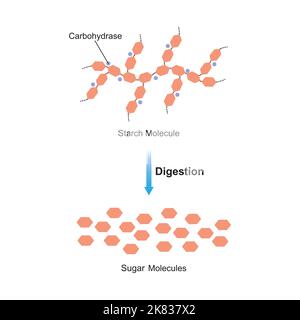 Wissenschaftliche Gestaltung der Stärkenverdauung. Carbohydrase-Enzym-Effekt auf das Stärkenmolekül. Bildung Von Maltose Zucker. Vektorgrafik. Stock Vektor