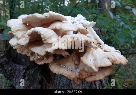 Laetiporus sulfureus, Schwefelpolypore, Schwefel-Schelfeis oder Waldhuhn ist ein essbarer Pilz, wenn er noch gelb und jung ist. Stockfoto