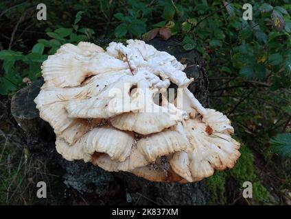 Laetiporus sulfureus, Schwefelpolypore, Schwefel-Schelfeis oder Waldhuhn ist ein essbarer Pilz, wenn er noch gelb und jung ist. Stockfoto