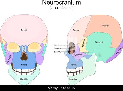 Menschlicher Schädel von vorne und von der Seite. Neurocranium. Schädelknochen. Vektorposter für medizinische Zwecke und Bildungseinrichtungen Stock Vektor