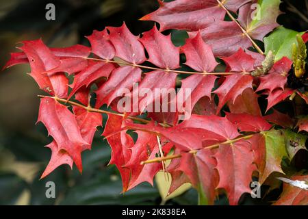 Mahonia ist ein beliebter Gärtner-Strauch in gemäßigten Klimazonen. Die Trauben von gelben Blüten im Winter, was einen willkommenen Farbtupfer gibt Stockfoto