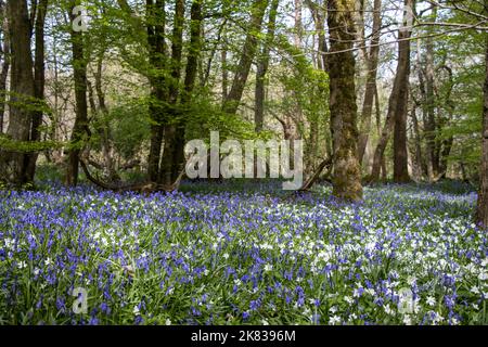 Teppich aus Bluebells in den Wäldern von Arlington, East Sussex. Bluebell Walk. Stockfoto