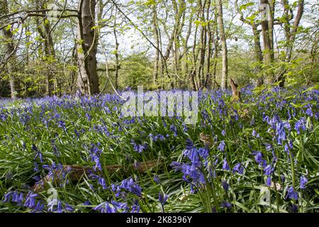 Teppich aus Bluebells in den Wäldern von Arlington, East Sussex. Bluebell Walk. Stockfoto