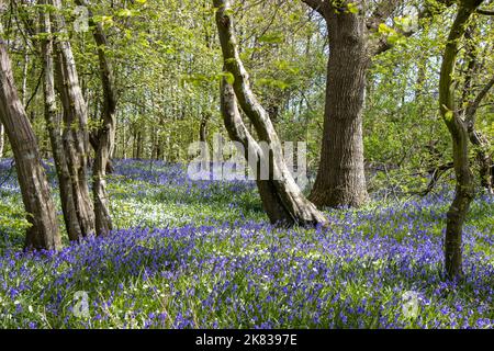 Bluebell Teppich in einem Wald in Arlington, Südengland. Bluebell Walk. Stockfoto