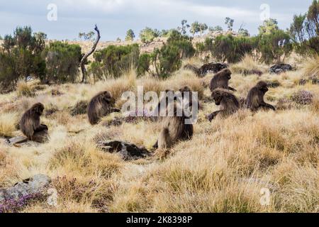 Gelada-Affen (Theropithecus gelada) in den Simien-Bergen, Äthiopien Stockfoto