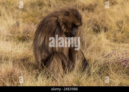 Gelada-Affe (Theropithecus gelada) in den Simien-Bergen, Äthiopien Stockfoto