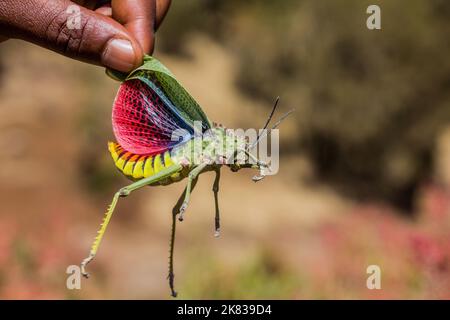 Afrikanische Heuschrecke (Phymateus) in den Simien-Bergen, Äthiopien Stockfoto