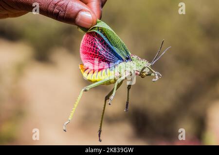Afrikanische Heuschrecke (Phymateus) in den Simien-Bergen, Äthiopien Stockfoto