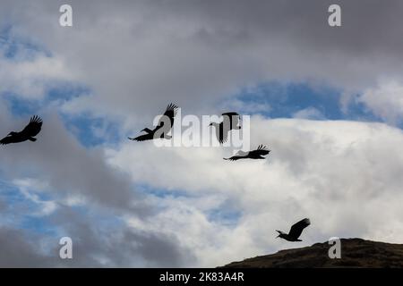 Silhouetten von wattled Ibis (Bostrychia carunculata) in Simien Mountains, Äthiopien Stockfoto