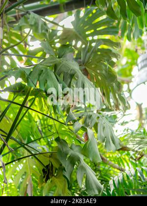 Monstera deliciosa, Schweizer Käsepflanze oder Spaltblatt-Philodendron. Tropische Pflanze mit großen grünen Blättern im Gewächshaus. Stockfoto