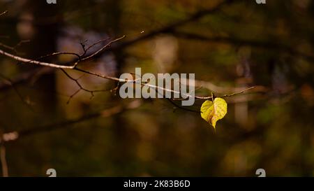 Die herbstliche Textur basiert auf Holzspänen, toten Blättern und Eicheln. Stockfoto