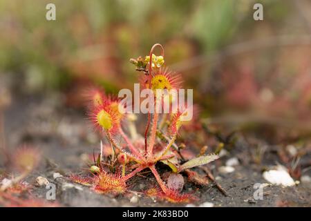 Rundblättrige Sonnentaue, Drosera rotundifolia, wächst in Sumpfgebieten in Tschechien