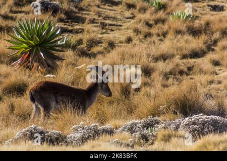Walia Steinbock (Capra walie) in den Simien-Bergen, Äthiopien Stockfoto