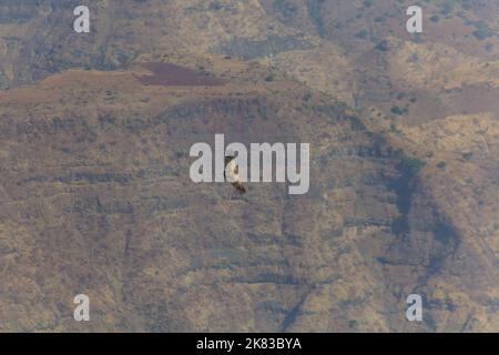 Rüppells Geier (Gyps rueppelli) in den Simien-Bergen, Äthiopien Stockfoto