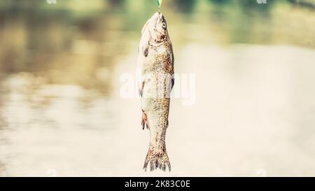 Fischer und Forellen. Spinnen von Forellen in Seen. Bachforelle. Angeln. Nahaufnahme eines Fischhakens. Ein Nahaufnahme Regenbogen Forellen. Stilles Wasser Stockfoto