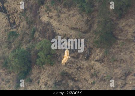 Rüppells Geier (Gyps rueppelli) in den Simien-Bergen, Äthiopien Stockfoto