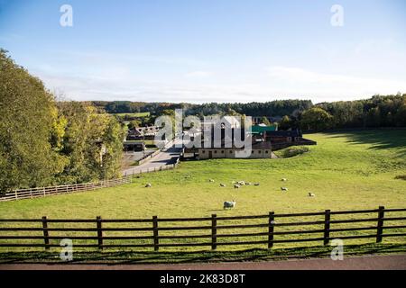 Ein Blick auf ein 1900s thematisch gestaltetes Pit Village im Beamish Living Museum, das eine Kollistiergemeinschaft zu einer Zeit zeigt, in der die Kohleproduktion in Nordostengland ihren Höhepunkt erreicht hat Stockfoto