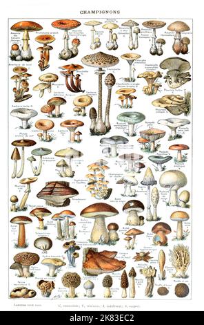 Adolphe Philippe Millot - Pilze, Champignon Stockfoto