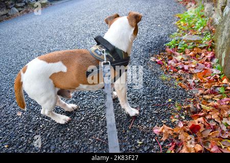 Hund Jack Russell beim Spaziergang im Autumn Park. Stockfoto