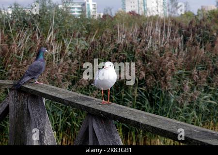 Schwarzkopfmöwe im Wintergefieder, Cardiff Bay Wetland Nature Reserve, Cardiff Bay. Oktober 2022. Chroicocephalus ridibundus. Erwachsene Winter. Taube Stockfoto