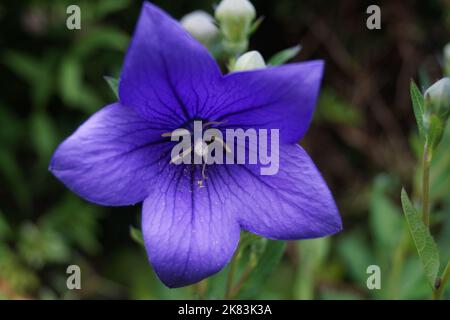 Schöne blaue Blume der Ballonblume Stockfoto