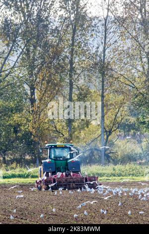 Schwarzkopfmöwen im Herbst/Winter Gefieder nach einem John Deere Traktor, der einen Horsch Tiger MT Kultivator auf einer Ackerbaufarm von Norfolk zieht. Stockfoto