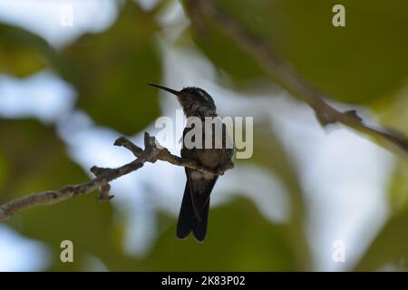 Ein wunderschöner kubanischer Smaragd-Kolibri, der hoch auf einem Ast thront. Stockfoto