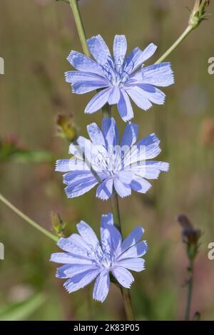 Nahaufnahme von blühenden blauen Zichorien (Cichorium intybus) Stockfoto