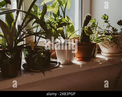 Verschiedene Topfpflanzen in der Nähe Fenster zu Hause an sonnigen Tagen Stockfoto