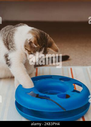 Weiße Katze mit braunen Flecken, die mit seinem Spielzeug spielen, spiralförmiger Turm mit Kugeln Stockfoto